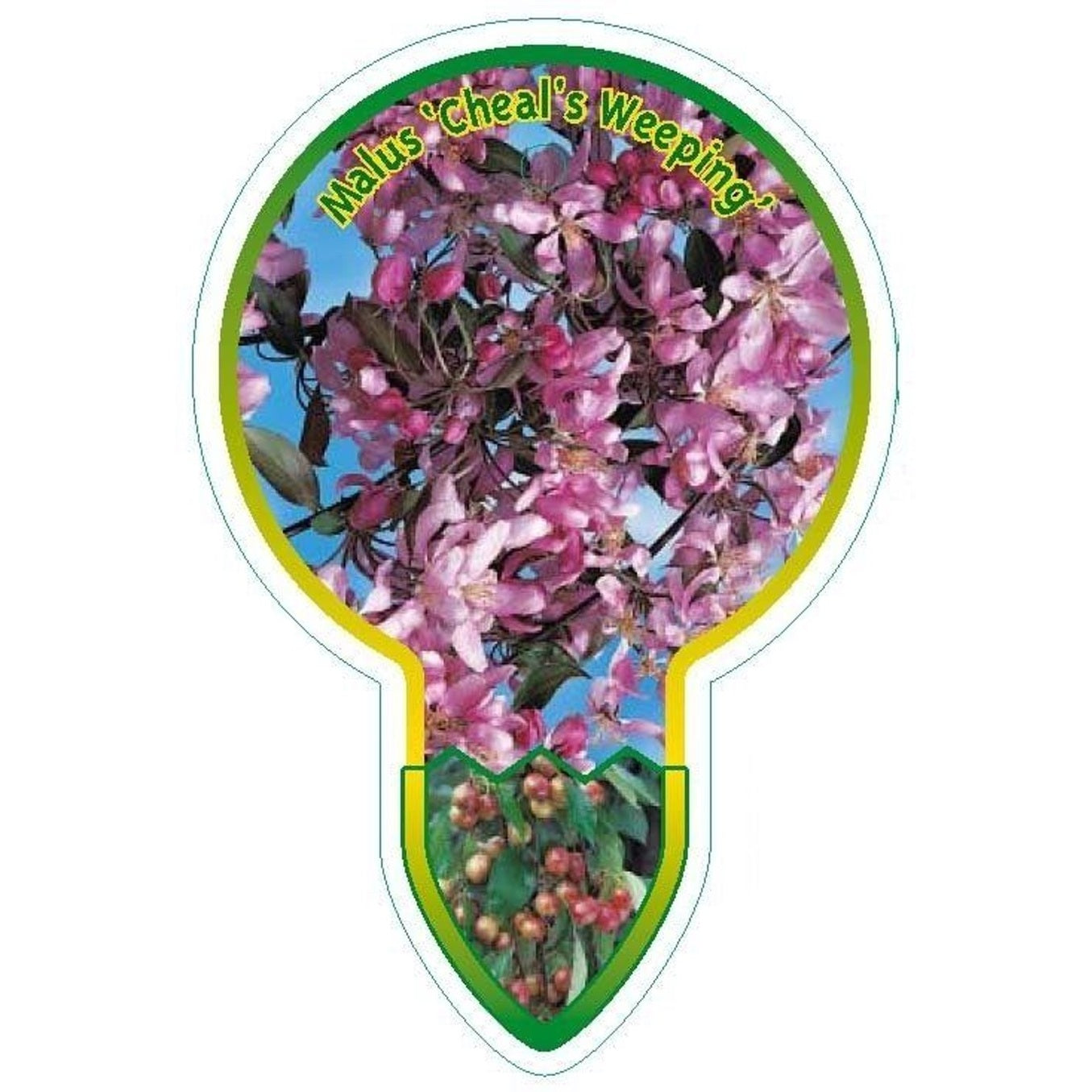 Prydnadsapel – Malus 'Cheal's Weeping' - 120 CM Stem C7.5